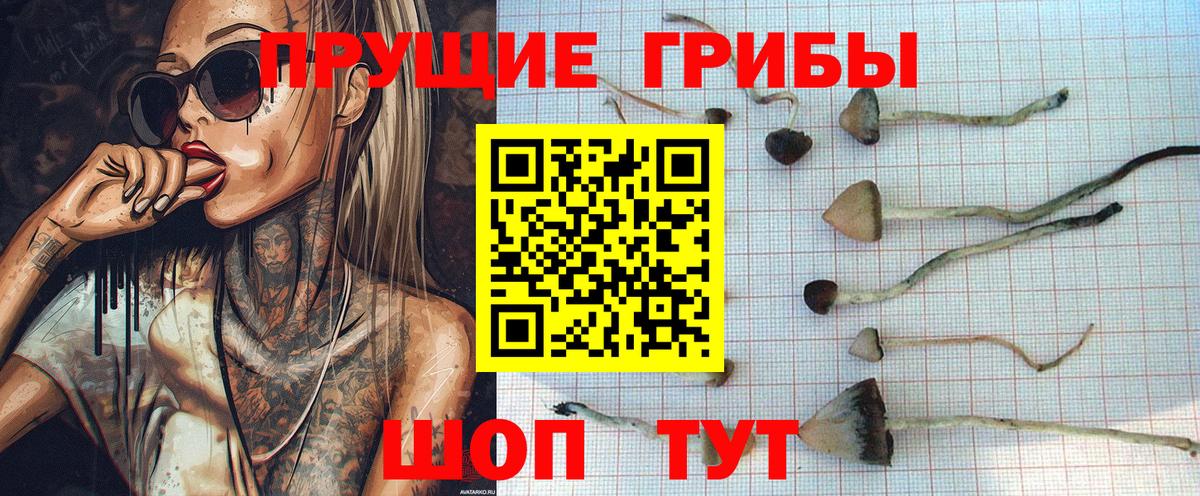 Галлюциногенные грибы Psilocybine cubensis  сколько стоит  Галлюциногенные грибы Psilocybe  Нягань 